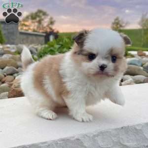 Chase, Shih-Pom Puppy