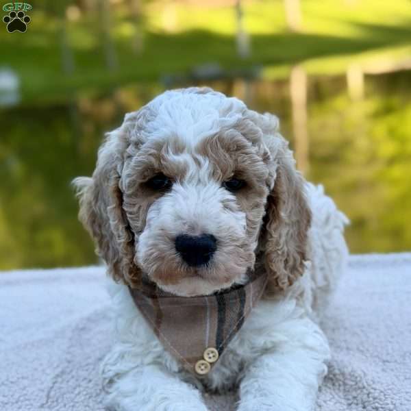 Cash, Mini Goldendoodle Puppy