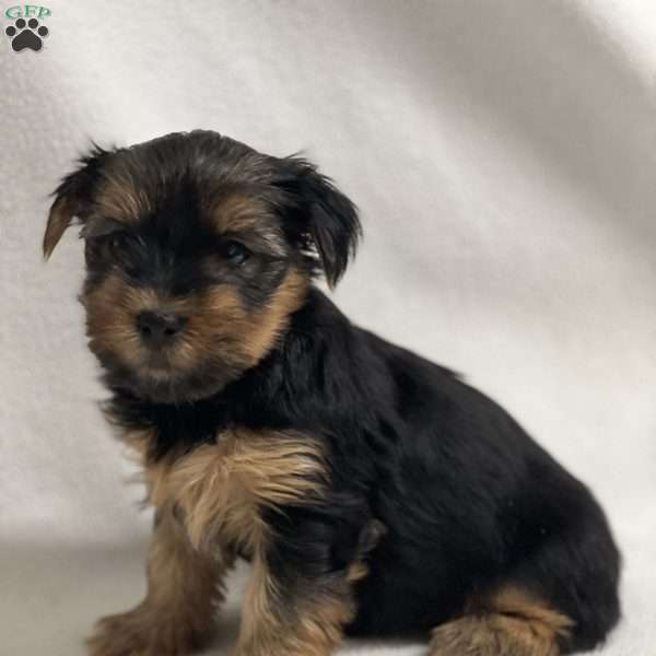 Matthew, Yorkie Puppy