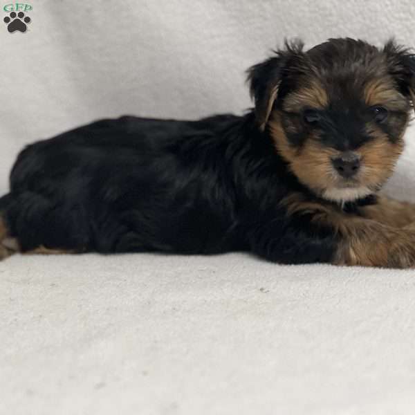 Mark, Yorkie Puppy