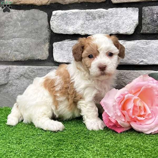 Lucy, Havanese Puppy