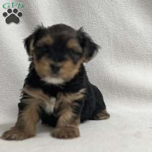 Matthew, Yorkie Puppy