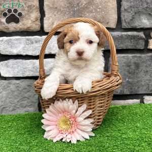 Lucy, Havanese Puppy
