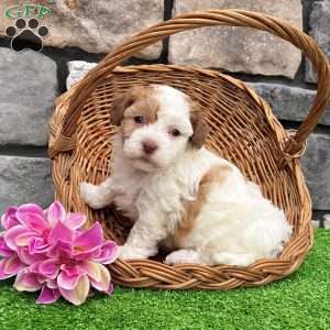 Lucy, Havanese Puppy