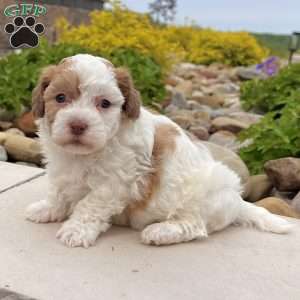 Lucy, Havanese Puppy