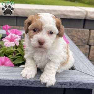 Lucy, Havanese Puppy