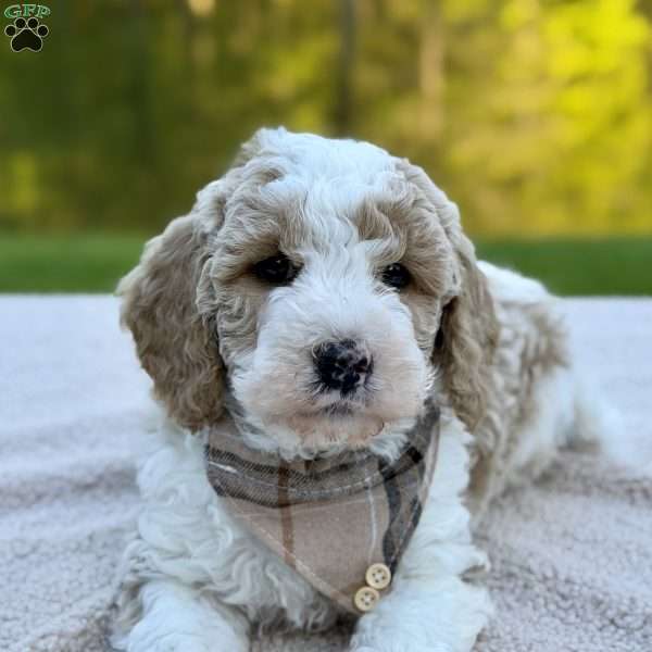 Clay, Mini Goldendoodle Puppy