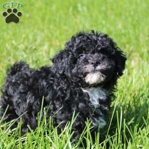 Lily, Toy Poodle Puppy