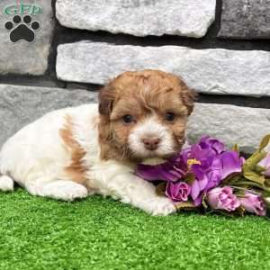 Lexy, Havanese Puppy