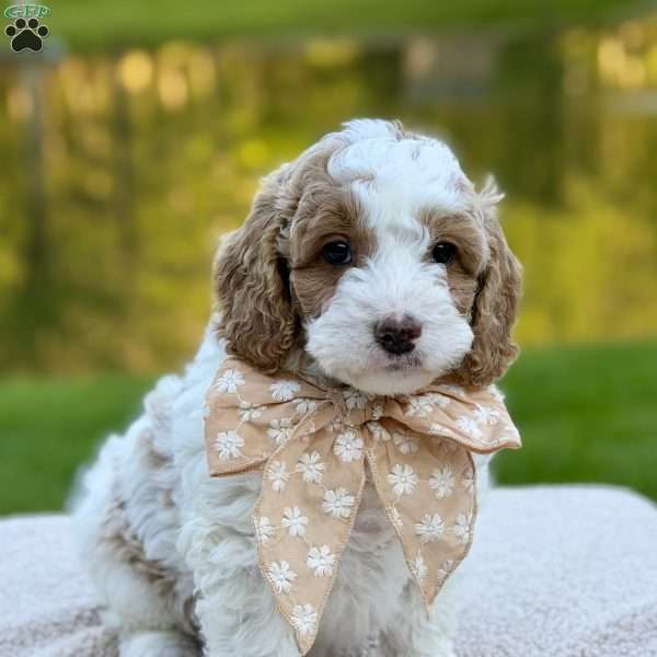 June Bug, Mini Goldendoodle Puppy