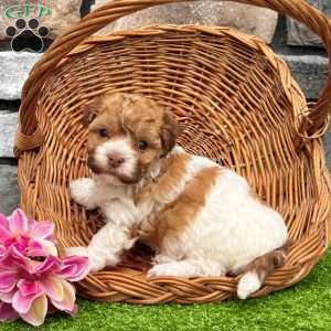 Lexy, Havanese Puppy