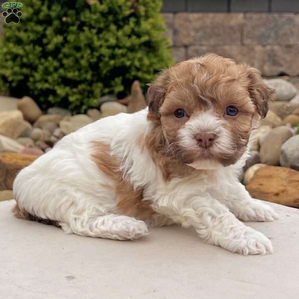 Lexy, Havanese Puppy