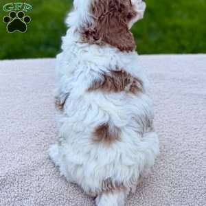 June Bug, Mini Goldendoodle Puppy
