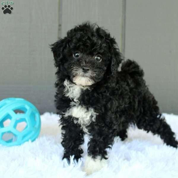 Lily, Toy Poodle Puppy