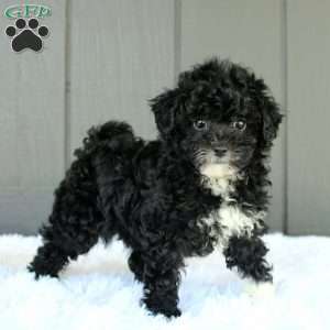 Lily, Toy Poodle Puppy