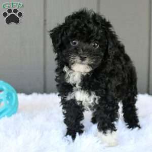 Lily, Toy Poodle Puppy