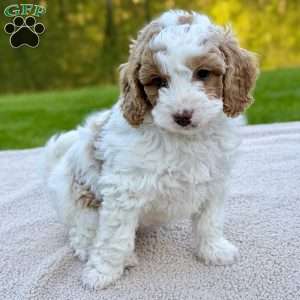 June Bug, Mini Goldendoodle Puppy