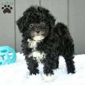 Lily, Toy Poodle Puppy