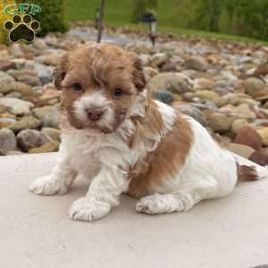 Lexy, Havanese Puppy