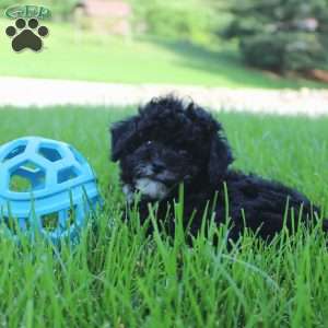 Lily, Toy Poodle Puppy