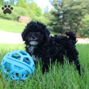 Lily, Toy Poodle Puppy