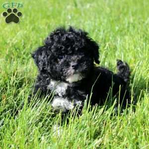 Lily, Toy Poodle Puppy