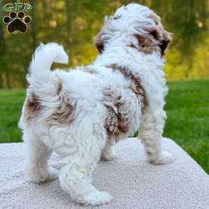 June Bug, Mini Goldendoodle Puppy