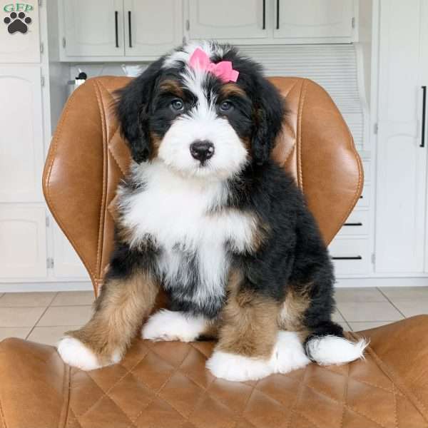 Chloe, Bernedoodle Puppy