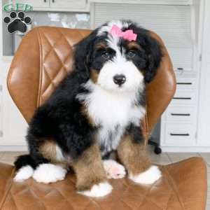 Chloe, Bernedoodle Puppy
