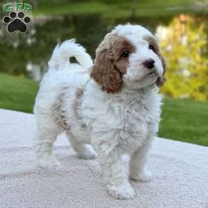 June Bug, Mini Goldendoodle Puppy
