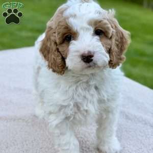June Bug, Mini Goldendoodle Puppy