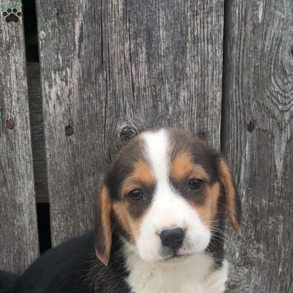 Nellie, Beagle Mix Puppy