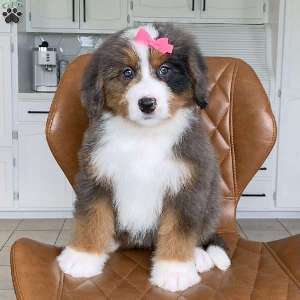 Lexi, Bernedoodle Puppy