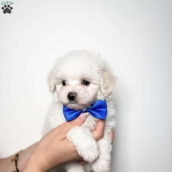 Yoshi- teacup, Maltipoo Puppy