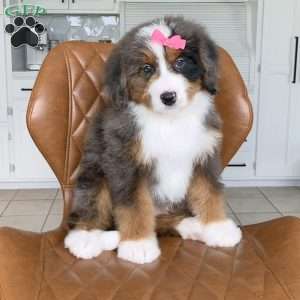 Lexi, Bernedoodle Puppy