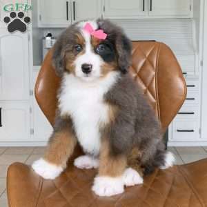 Lexi, Bernedoodle Puppy