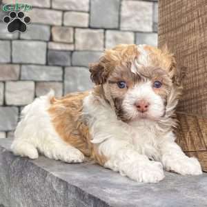 Logan, Havanese Puppy