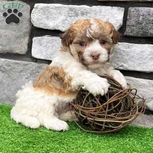 Logan, Havanese Puppy