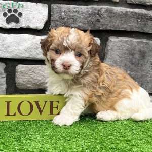 Logan, Havanese Puppy