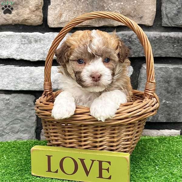 Logan, Havanese Puppy
