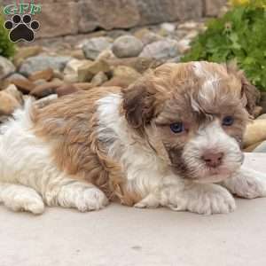 Logan, Havanese Puppy
