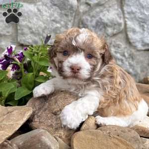 Logan, Havanese Puppy