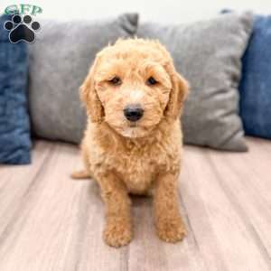 Karl, Mini Labradoodle Puppy