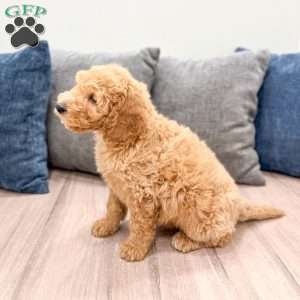 Karl, Mini Labradoodle Puppy