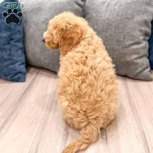 Karl, Mini Labradoodle Puppy