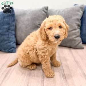Karl, Mini Labradoodle Puppy