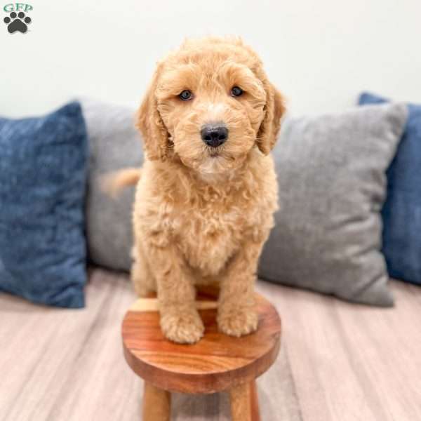 Karl, Mini Labradoodle Puppy