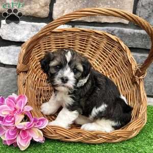 Nicki, Havanese Puppy
