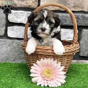 Nicki, Havanese Puppy