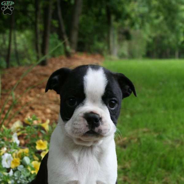Buttercup, Boston Terrier Puppy